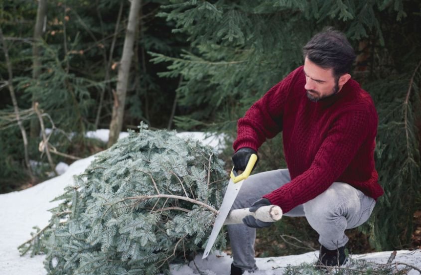 Maintain Trees and Surrounding Property