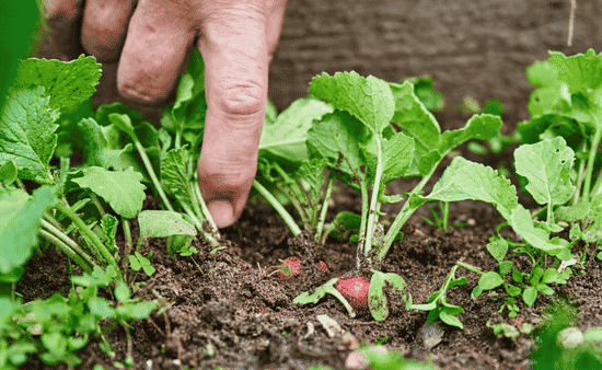 Analyze and Improve Soil Chemistry